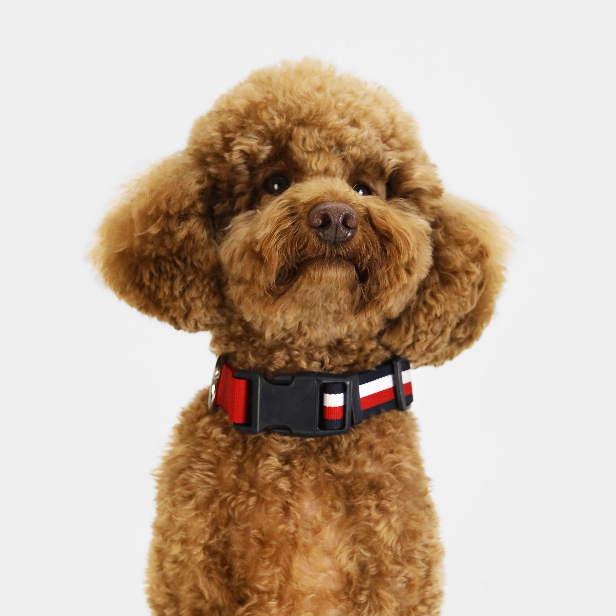 Tommy Hilfiger Dog Webbing Collar