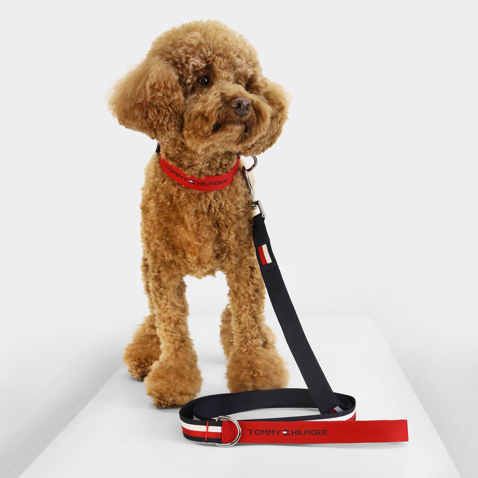 Tommy Hilfiger Dog Webbing Leash