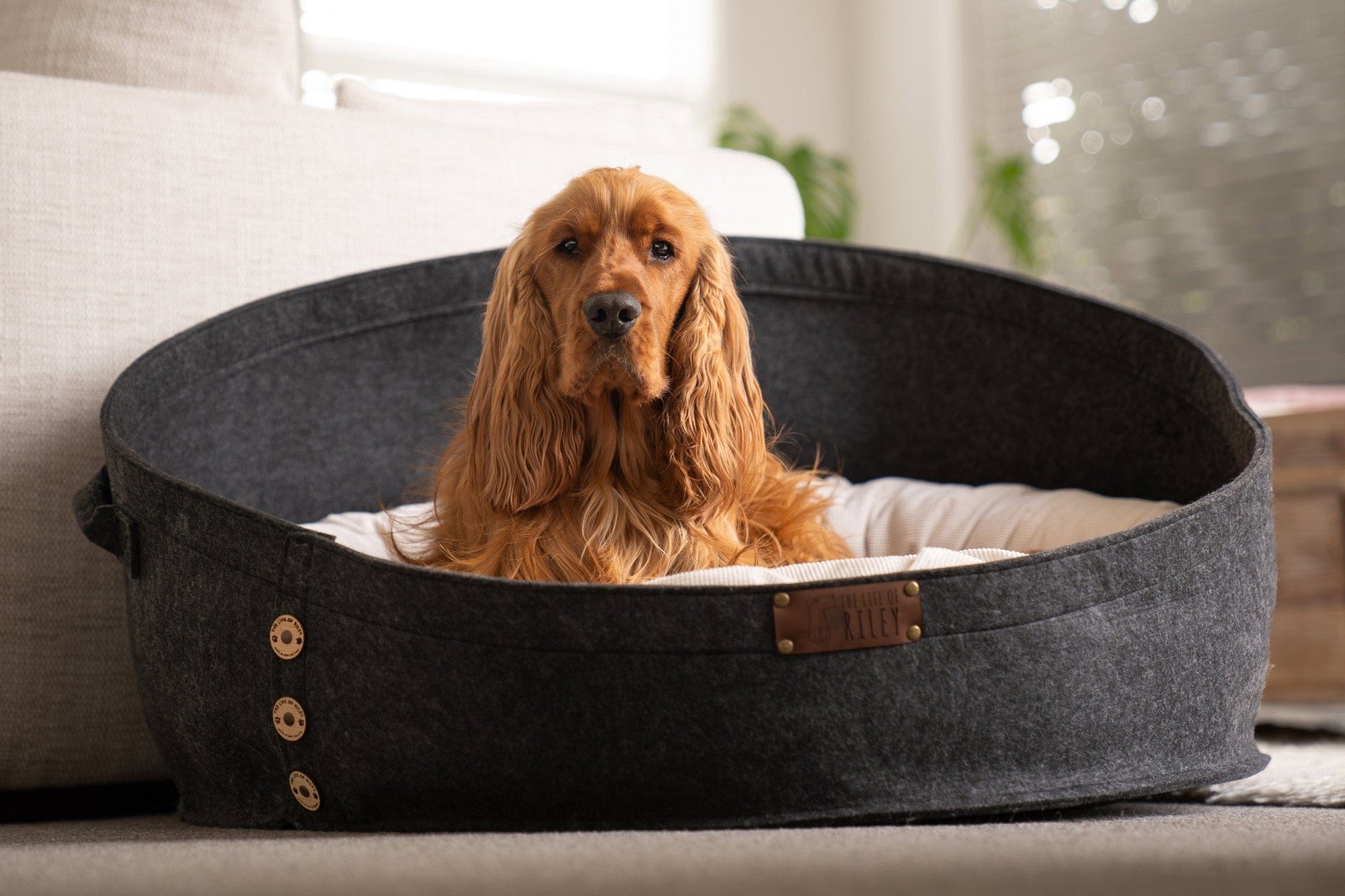 The Pod Bed Life of Riley Pet Products Dog Beds The Life of Riley