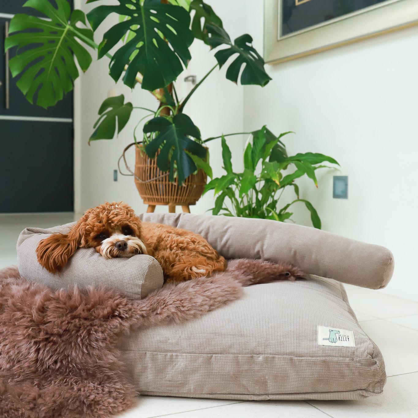 Luxury Dog Bed Bundle The Life of Riley  The Life of Riley