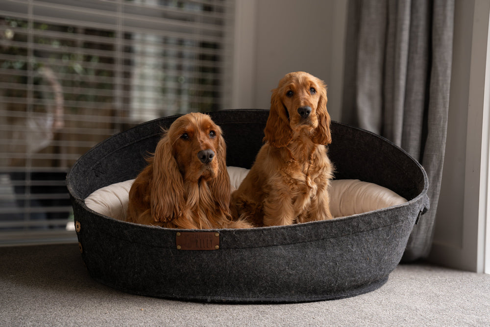 Why Life of Riley is New Zealand’s #1 Sustainable Choice for Dog Beds