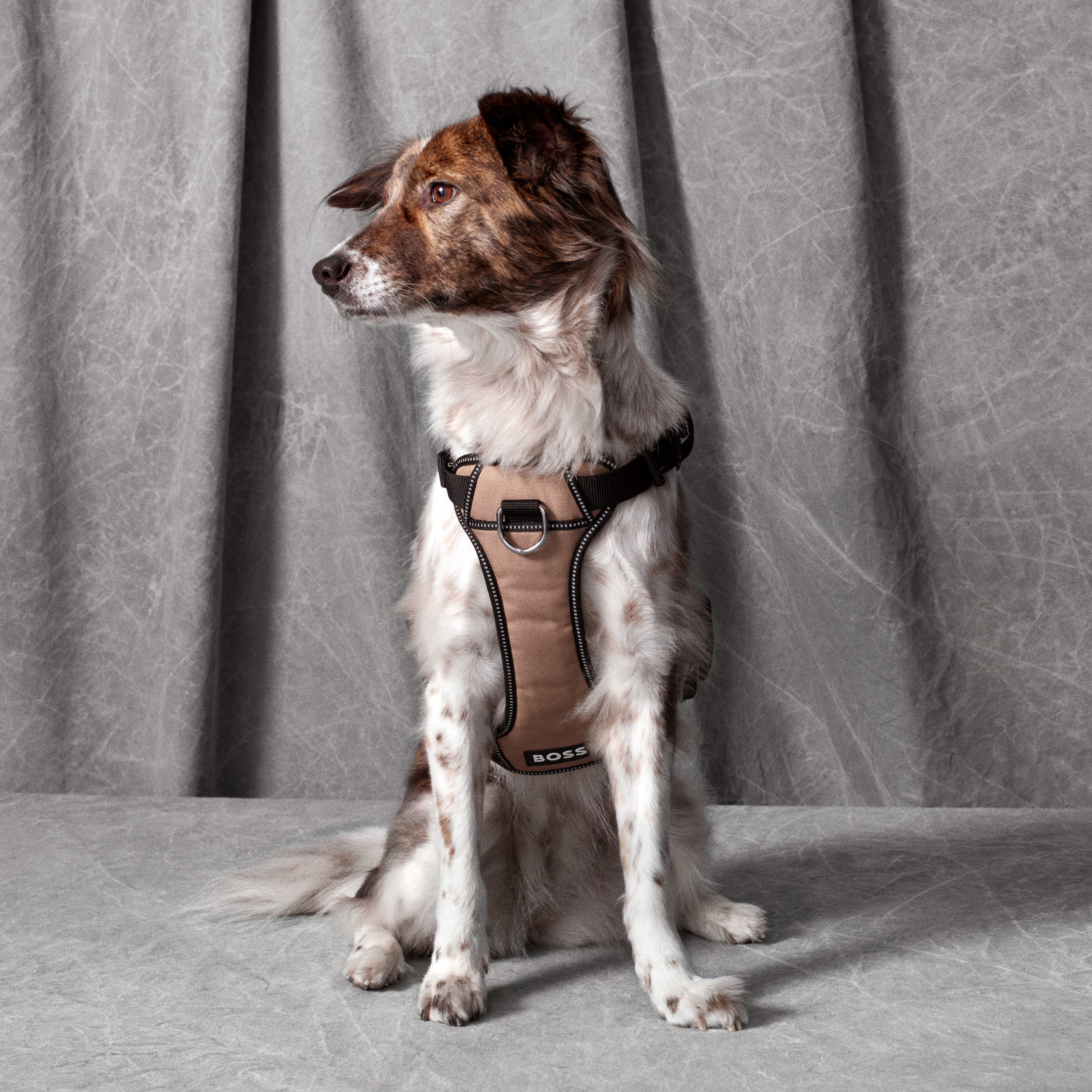  Dog Accessories 
