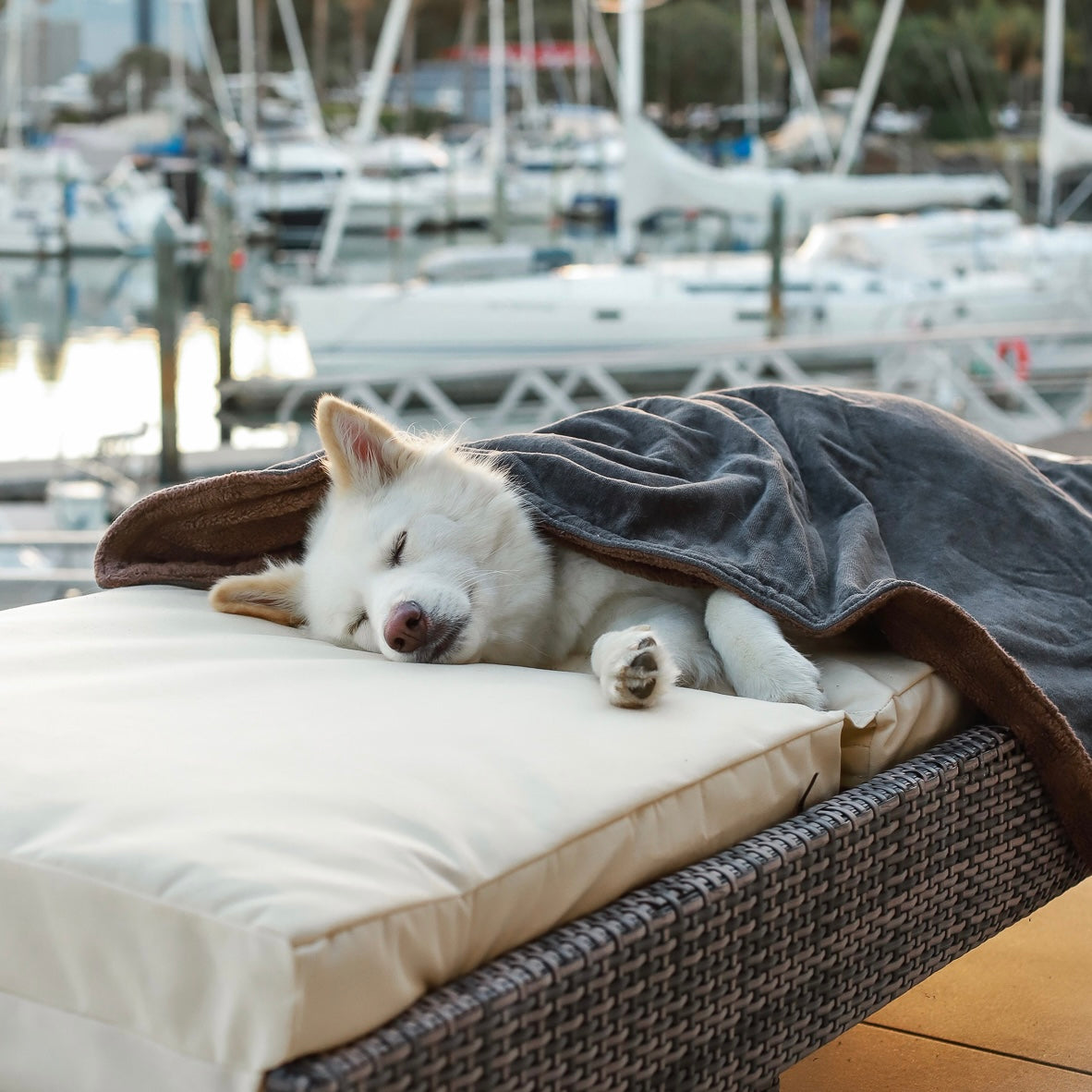 Organic Cotton Dog Products - Made in NZ