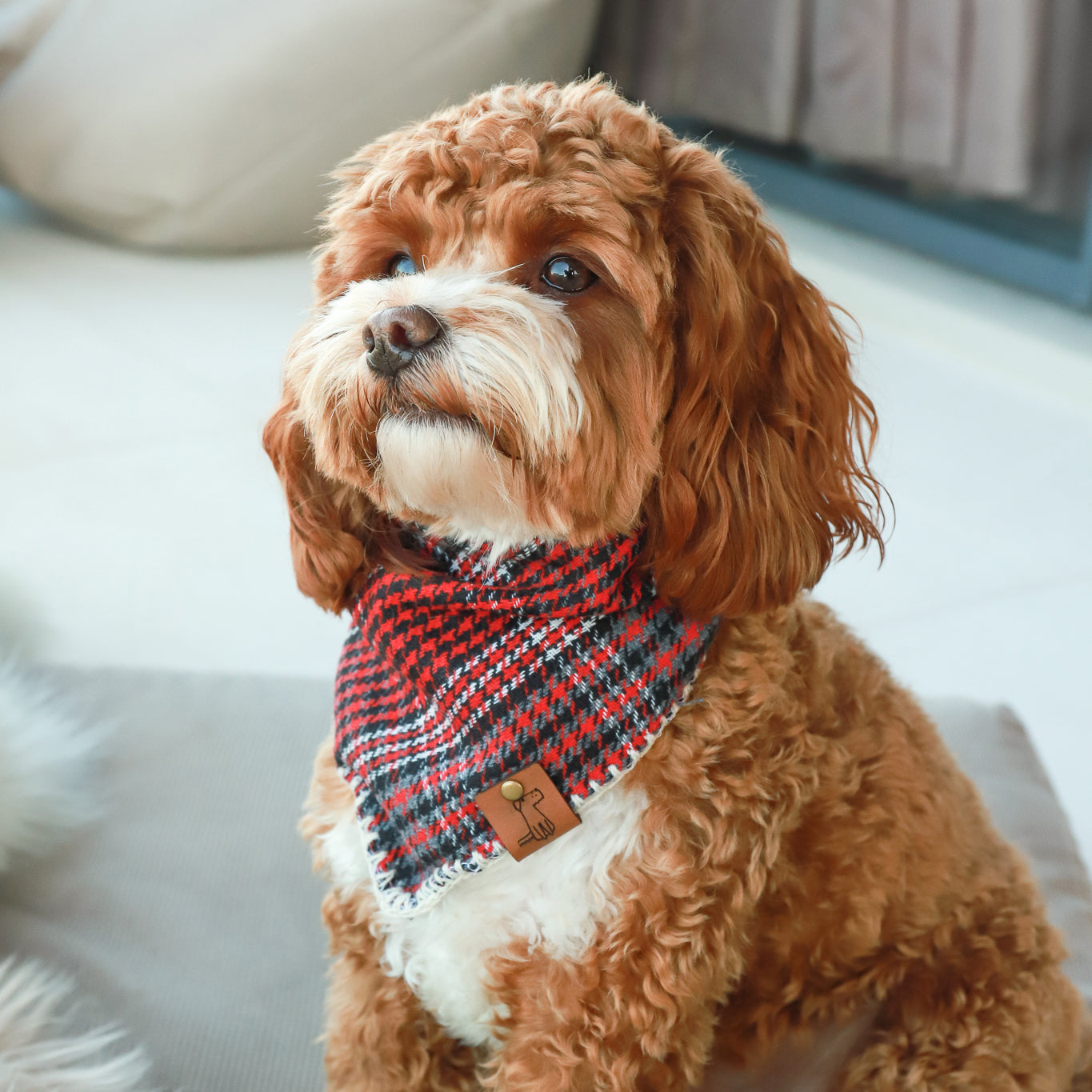 Handmade Dog Bandana - Main Image