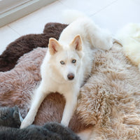 NZ Longwool Sheepskins Life of Riley Pet Products  The Life of Riley